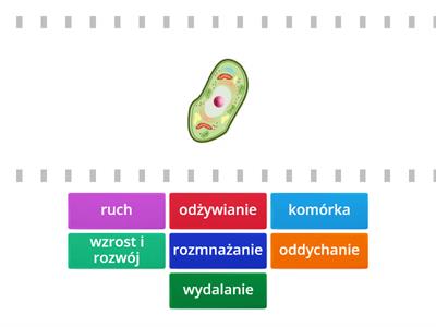 Cechy organizmów Materiały dydaktyczne