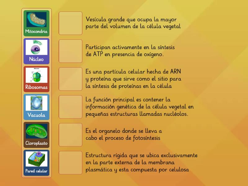 estructura y función célula vegetal Abbinamenti