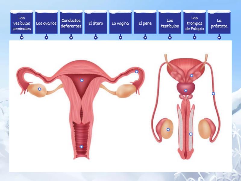 Las Partes Del Aparato Reproductor Femenino Y Masculino Immagini Con