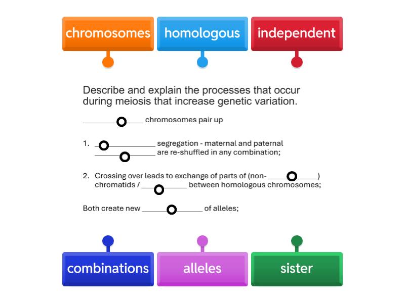 Genetic Variation Due To Processes In Meiosis Labelled Diagram