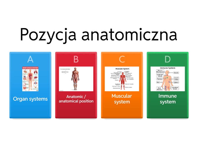 Organ Systems 2024 Quiz