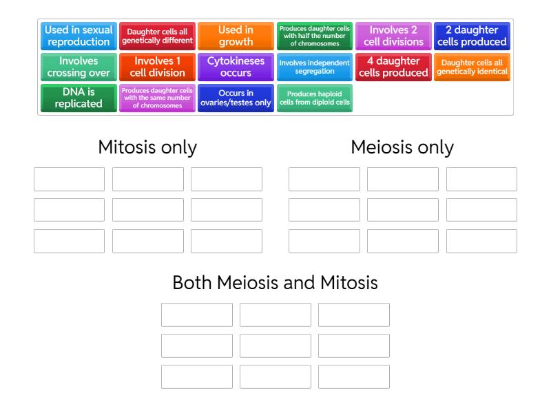 A Level Meiosis Vs Mitosis In Humans Ordenar Por Grupo