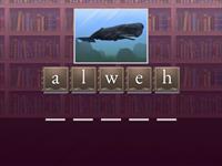 Wh Words