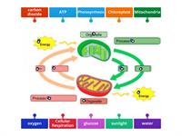 Photosynthesis and Cellular Respiration