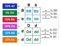 Punnett Squares Percent Practice