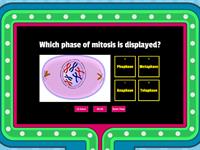 Mitosis