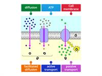 Cell Transport