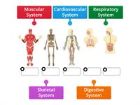 Body Systems