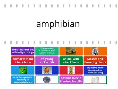 science keywords - variation and classification - ks3