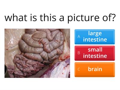 Organs picture quiz