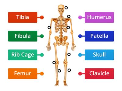 Skeletal System