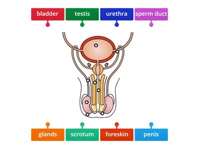 Male Reproductive system