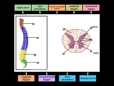 Спинний мозок у схемах