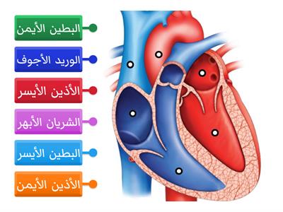 أجزاء القلب