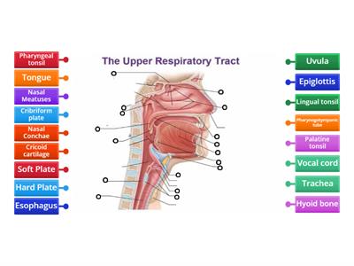 Lecture: Upper Respiratory System