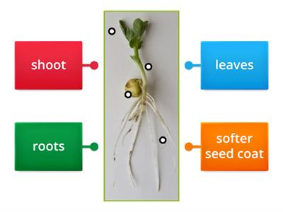 Seed germination labeling Year 2