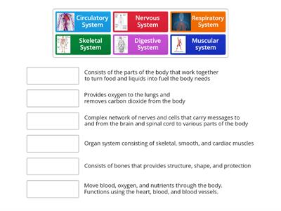 Body Systems