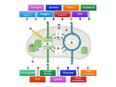  Photosynthesis diagram