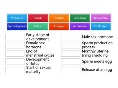 Human Reproductive Phase