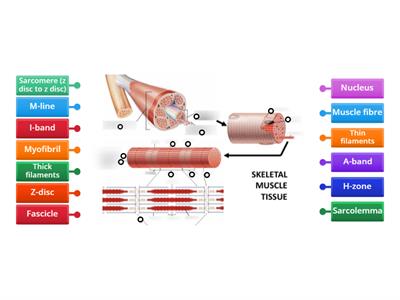 Skeletal muscle 