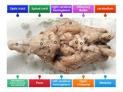 Sheep Brain Ventral
