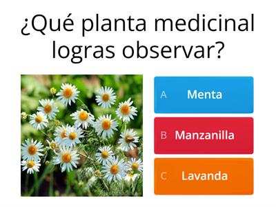 Plantas medicinales