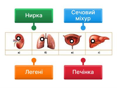 Органи виділення