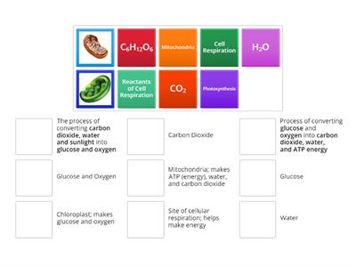 Cell Respiration and Photosynthesis VOCAB