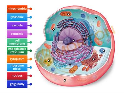 eukaryotic cell structure