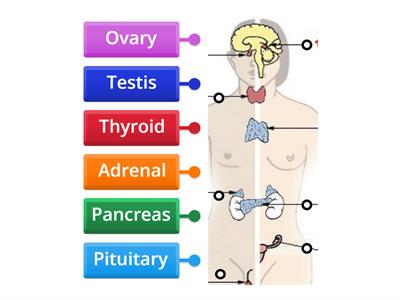 Human Endocrine System