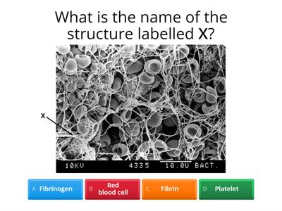 Function of platelets 