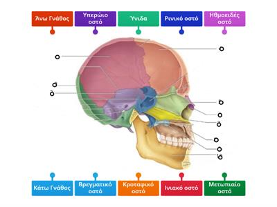 Οστά του κρανίου Ανατομία
