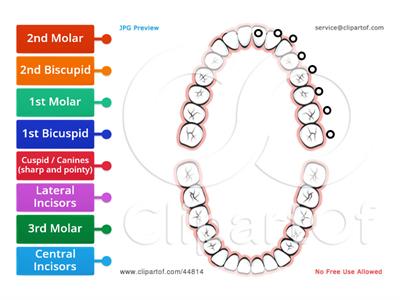  Label teeth