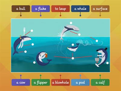 HW7 - Unit 1 - Lesson 3C: The whale world 