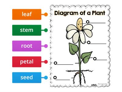 Diagram of a Plant