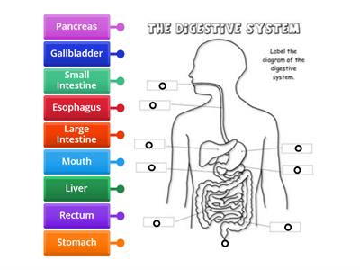 Digestive System