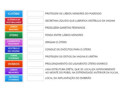 APARELHO REPRODUTOR FEMININO