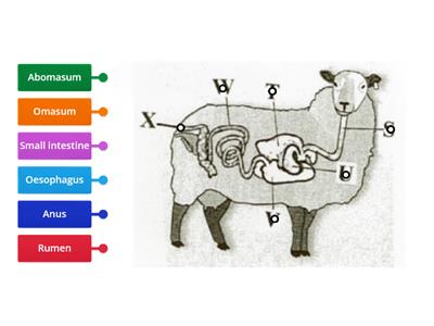 Ruminant Digestive System