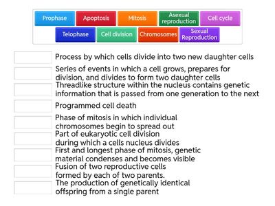 Mitosis and Asexual Reproduction Vocabulary