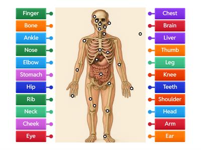 Body Parts