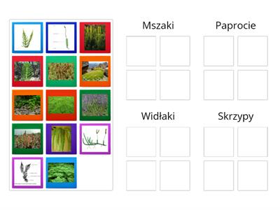Przyporządkuj - mszaki i paprotniki