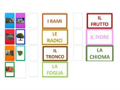 C.V. classe 2^ L'ALBERO COLLEGA LA PAROLA ALL'IMMAGINE CORRETTA 