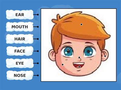 Parts of THE  FACE