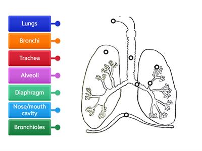 Human Respiratory System Diagram 