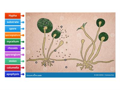 Diagram of rhizopus