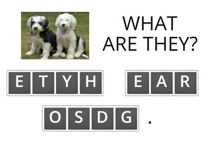 WHAT IS IT? / WHAT ARE THEY?