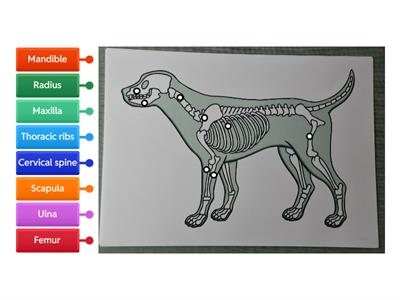 Label the skeletal system of this dog 