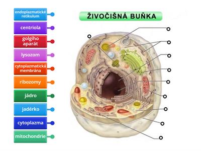 Živočišná buňka SŠ
