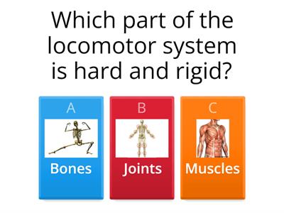 Locomotor system
