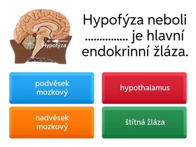 Hormonální soustava.